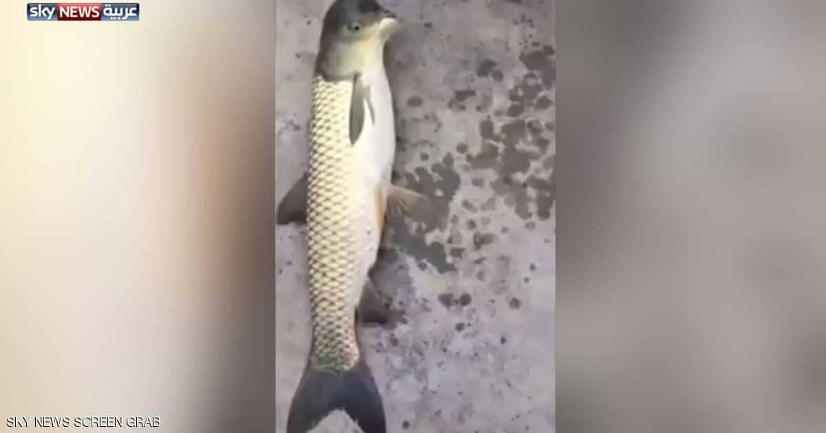سمكة بـ"رأس طائر" تثير الذهول في الصين