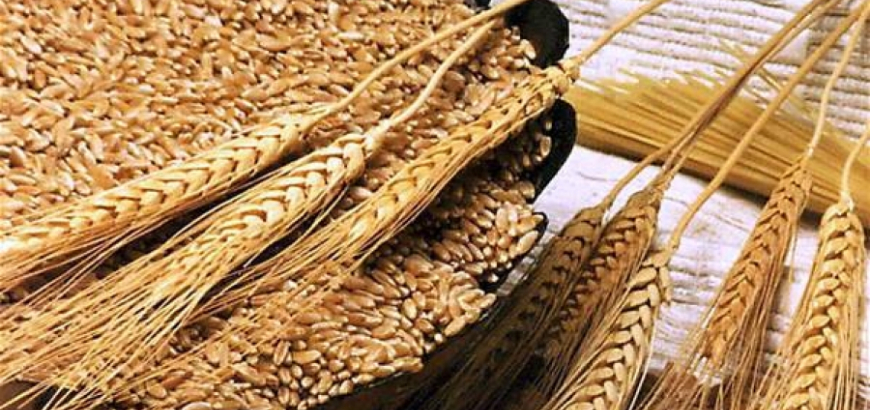 تقرير أممي: إنتاج القمح في سوريا ينخفض إلى أدنى مستوياته منذ ثلاثة عقود