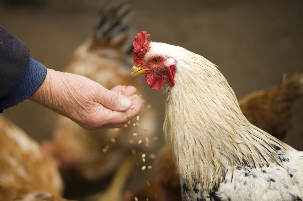 غسيل الدجاج يؤدي إلى انتشار البكتيريا الضارة