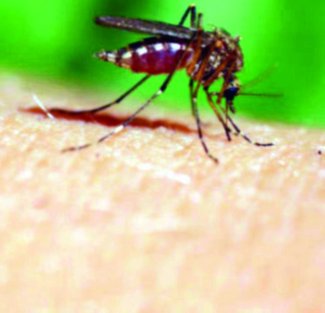 فيروس غرب النيل يودي بحياة 37 شخصا