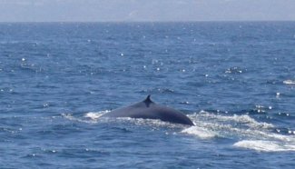 الحيتان الزرقاء تستخدم ذاكرتها للهجرة