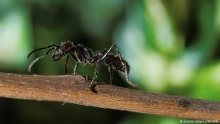 دراسة: النمل يميز بين الرياح والأخطار عبر الاهتزازات