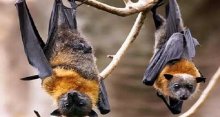 الخفافيش تشكل خطرا على حياة البشر