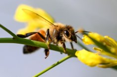 تراجع أعداد النحل يهدد الأمن الغذائي العالمي